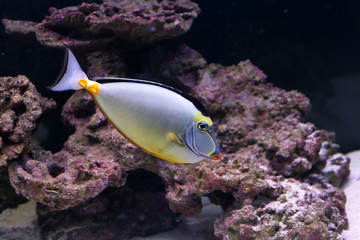 Fototapeta na wymiar Elegant unicornfish in aquarium