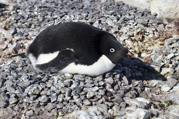 Adelie penguin incubates clutch in colony spring day