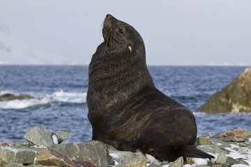 fur seal that sits on a rocky beach Antarctic islands