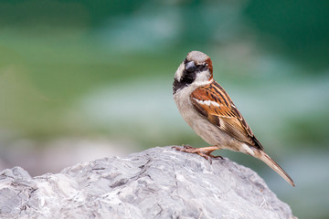 Spatz auf Fels
