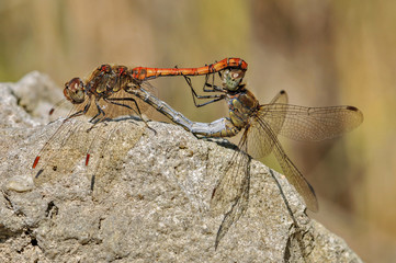 Libellen bei der Paarung