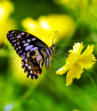Butterfly on a yellow  flower
