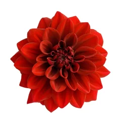 Door stickers Dahlia Red dahlia isolated on white background