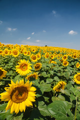 Landscape - Yellow sunflowers on field and the blue sky