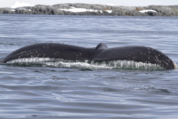 Fototapeta premium umpback whale tail before diving into Antarctic waters
