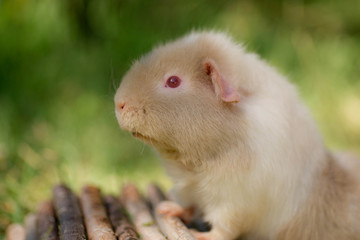portrait d'un cobaye dans un jardin