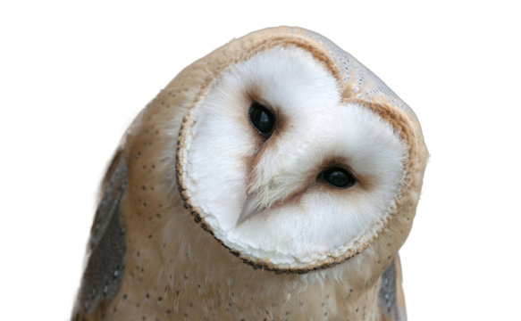 Barn Owl, Tyto alba,