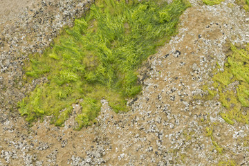 Algae on the bottom of the sea