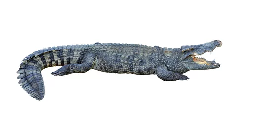 Zelfklevend Fotobehang krokodil © misterkakkak