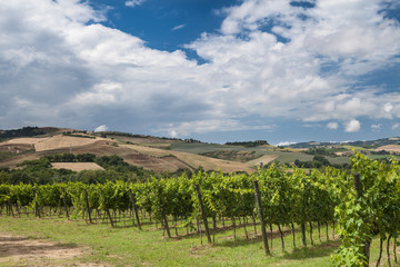 Fototapeta na wymiar Tuscany Vineyards