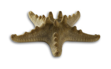 Starfish