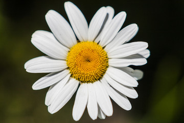 Obraz premium MARGARITA DE MONTAÑA