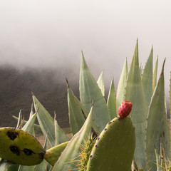 Sukkulenten im Gebirge Teneriffas