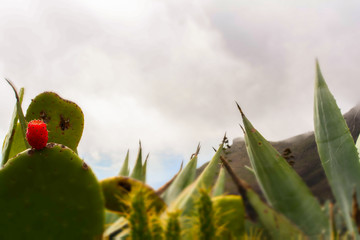 Sukkulenten im Gebirge Teneriffas