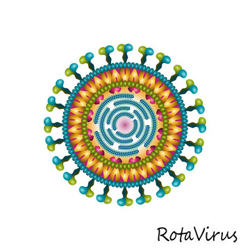 Rota virus particle structure