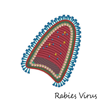 Rabies virus particle structure
