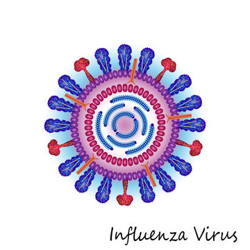 Influenza Virus particle structure