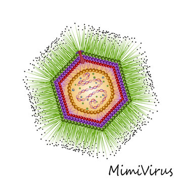 Mimi virus particle structure