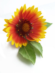 Pot marigold (Calendula officinalis)