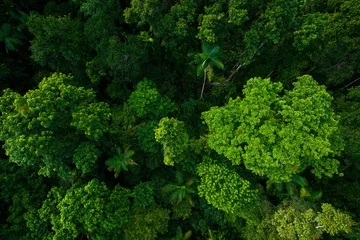 Vlies Fototapete Ozeanien Regenwald aus der Luft in der Nähe von Kuranda, Queensland, Australien