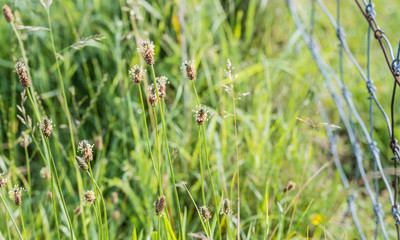 Blooming English plantain from close
