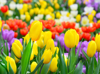 Beautiful yellow tulips