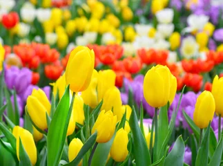 Crédence de cuisine en verre imprimé Tulipe Beautiful yellow tulips