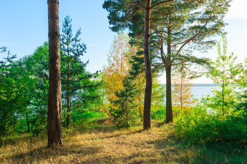 Obraz premium Evergreens on the lakeside beautiful landscape