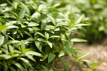 Bush in the garden