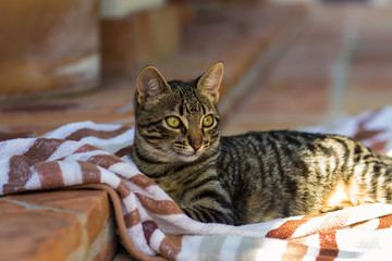 Cute tabby kitten lying on a striped towel