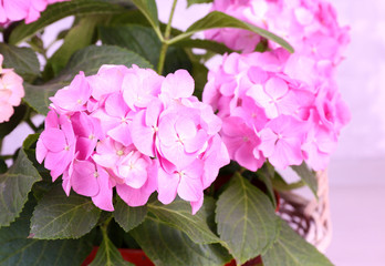 Hydrangea in basket on grey background