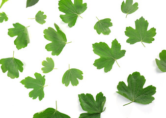 Green leaves isolated on white