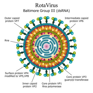 Diagram of Rota virus particle structure