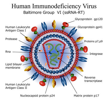 HIV virus particle structure