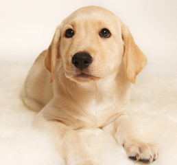 Labrador puppy