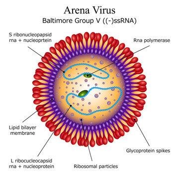 Diagram of Arena virus particle structure