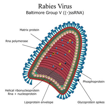Diagram of Rabies virus particle structure