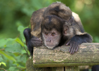 Singes capucin à poitrine jaune
