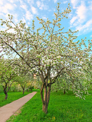 Beautiful blooming apple trees in the morning