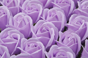 Fototapeta premium roses