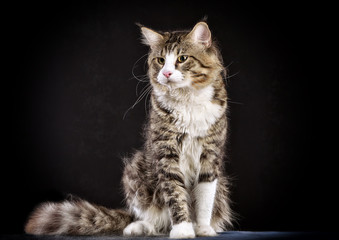 Cat. Breed - the Maine Coon