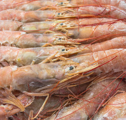 Close up of raw frozen Argentina red shrimps