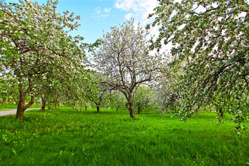 Beautiful blooming apple trees in the morning