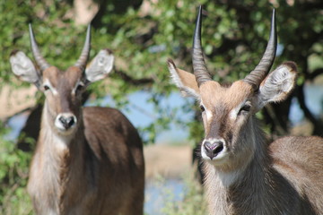 Naklejka na ściany i meble Two antilopes at South-Africa