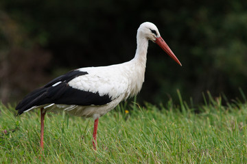 White stork searching food on field