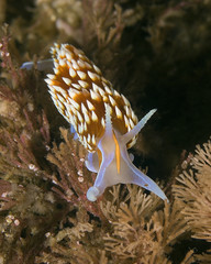 Nudibranch on California reef
