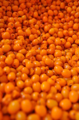 Seabuckthorn