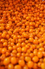 Seabuckthorn