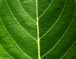 Green leaf