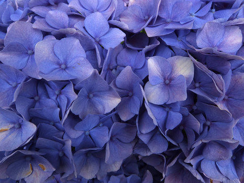 masse v&eacute;f&eacute;tale